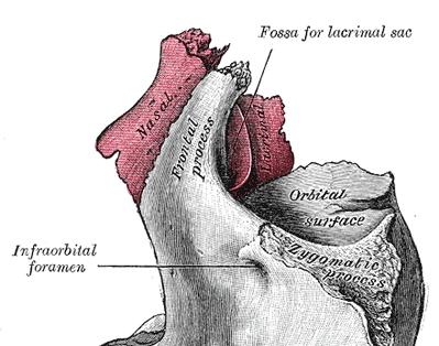 Processus frontalis maxillae: crista lacrimalis anterior vytváří žlábek pro vývodné slzní cesty vedoucí do nosní dutiny (ductus nasolacrimalis)