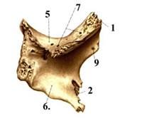 zygomaticofaciale foramen zygomaticotemporale Processus