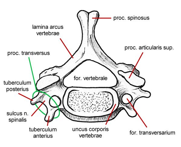 6. krční obratel (C6): Proc. transvers.