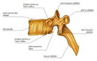 Speciální znaky hrudních obratlů: Th1 obratel má kraniální fovea costalis okrouhlou, kaudální tvaru půlměsíce Th2 po Th9 obě jamky (kraniální i