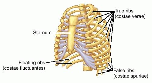 Ţebra (costae ): Pravá ţebra (1. 7. pár žeber) costae verae Nepravá ţebra (8.