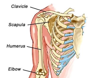 Pletenec horní končetiny: (cingulum membri superioris) Lopatka (scapula) umístěná ve svalstvu zad ve výši 2. 7.