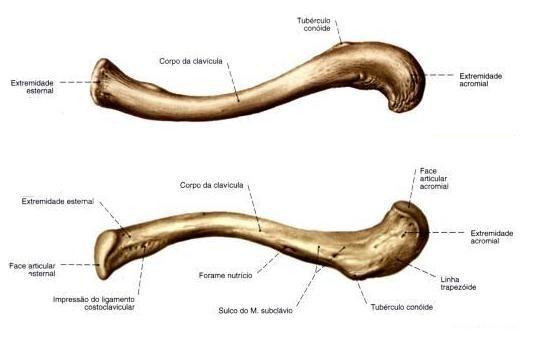 Klíční kost (clavicula): esovitě prohnutá mediální konec (extremitas sternalis)- facies articularis sternalis claviculae laterální konec (extremitas acromialis)-facies articularis acromialis