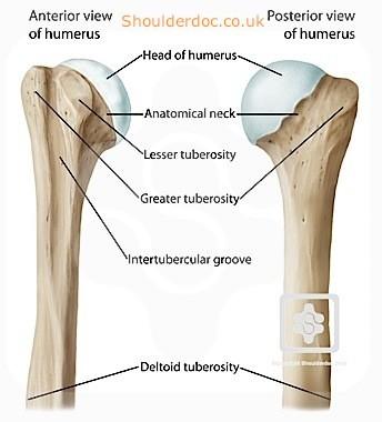 Kostra volné horní končetiny: Paţní kost (humerus ) Proximální konec humeru : caput humeri - úhel asi 130 kapitodiafyzární úhel collum