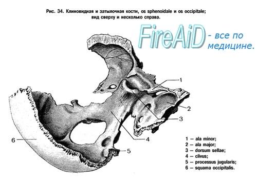 pharyngeumzevní strany (raphe pharyngis (hltanu)