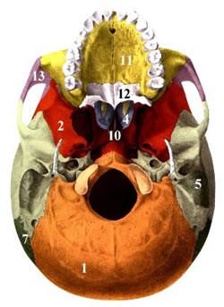 sphenoidalis ) facies