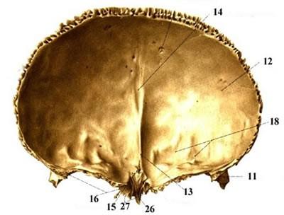 incisura frontalis nebo (foramen frontale) laterálně incisura