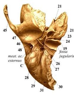 c) facies inferior obrácena na basis cranii externa canalis caroticus 21 ve