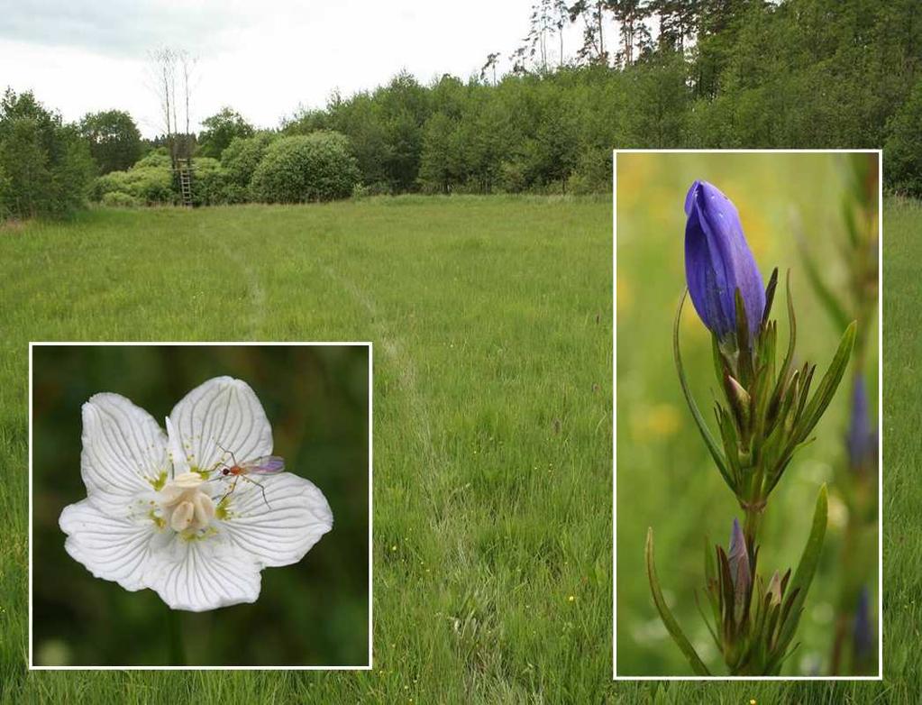 Botanický inventarizační průzkum lokality Podhorský rybník Libor Ekrt & Ester Ekrtová 2009 Katedra botaniky, Přírodovědecká fakulta, Jihočeská univerzita v Českých Budějovicích, Branišovská 31, CZ-