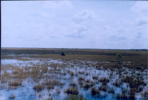 Mokřad Everglades - USA Mokřad Everglades Florida, nadm.