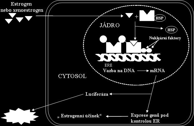 Obrázek 3: Schéma molekulárního mechanismus estrogenního děje (převzato z Hilscherová et al. (2000)).