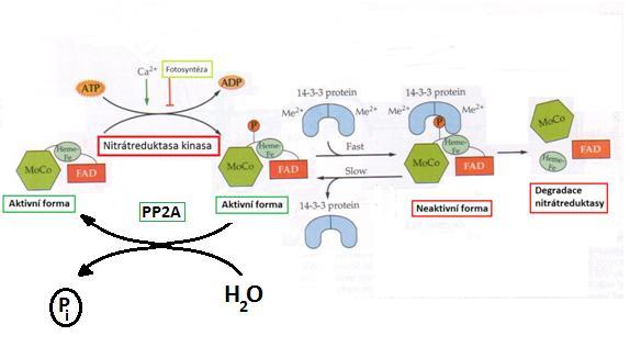 Obr. 7: Předpokládaný model regulace aktivity NR fosforylací/defosforylací a vazbou proteinu 14-3-3. Aktivní NR je fosforylována NR kinasou.