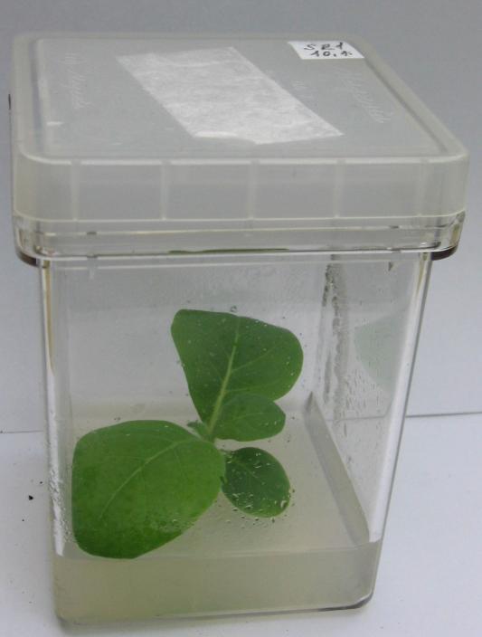 4 Metody 4.1 Příprava vzorku z rostlinného materiálu 4.1.1 Pěstování rostlin tabáku Rostliny Nicotiana tabacum L., cv.
