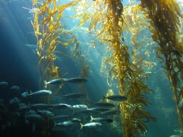 Prezentácia Floraservis Výhody a účinky prírodných extraktov Alga 600 a Softguard Dary oceána z prírodných a