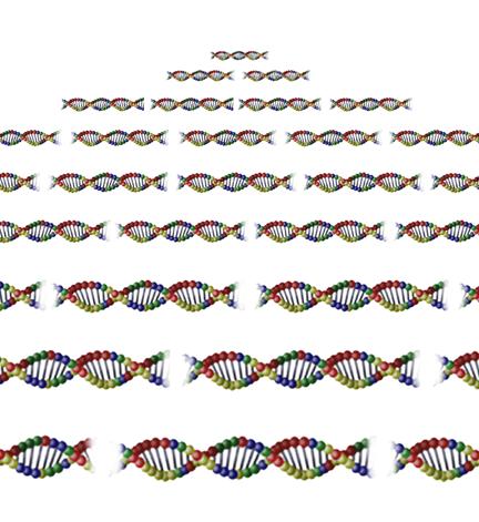 4. PCR se ukončí ochlazením inkubační směsi na 4 C. [6] 2 cykly = 4 amplikony 3 cykly = 8 amplikonů 4 cykly = 16 amplikonů 5 cyklů = 32 amplikonů 6 cyklů = 64 amplikonů 7 cyklů = 128 amplikonů Obr.