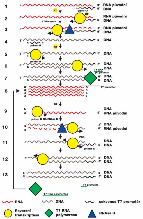 Obr.5 - Schéma reakce 3SR/NASBA [9] 1: Na specifickou sekvenci RNA (ze vzorku) nasedne komplementární primer, který má na 5 konci sekvenci, sloužící jako promotér T7.