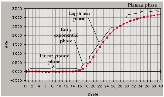 3.4. Fáze PCR reakce PCR proces prochází čtyřmi fázemi. První fáze je tzv. Linear ground phase; reakce je v počátku a fluorescenční emise nepřekročí hraniční hodnoty (je to prvních 10-15 cyklů).