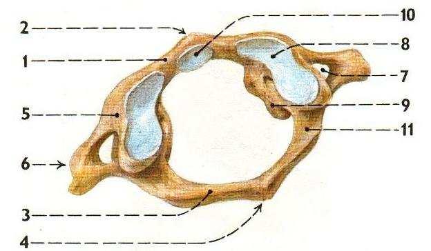 PŘÍLOHY Příloha 1 Atlas (Čihák, 2001) 1. arcus anterior 2. tuberculum anterius 3. arcus posterior 4. tuberculum posterius 5. massa lateralis 6.