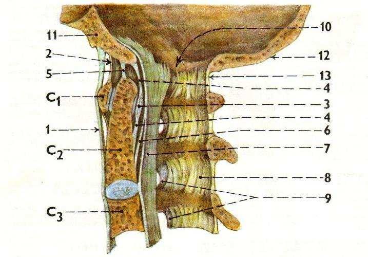 Příloha 3 Podélný řez kraniocervikálním skloubením (Čihák, 2001) 1. ligamentum longitudinale anterius 2. membrana atlantooccipitalis 3. ligamentum transversum atlantis 4.