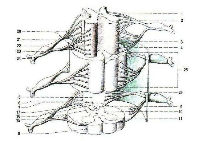 Příloha 5 Míšní segment 1. canalis centralis 2. substantia grisea 3. substantia alba, 4. fissura mediana anterior 5. sulcus medianus posterior 6. sulcus intermedius posterior 7.