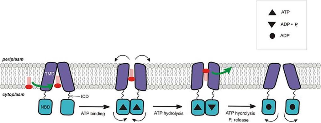 Transport polutantů a jejich metabolitů někdy označován jako 3. fáze biotransformace; hlavní roli hrají specifické transportní proteiny přenašeče; ABC transportéry (z angl.