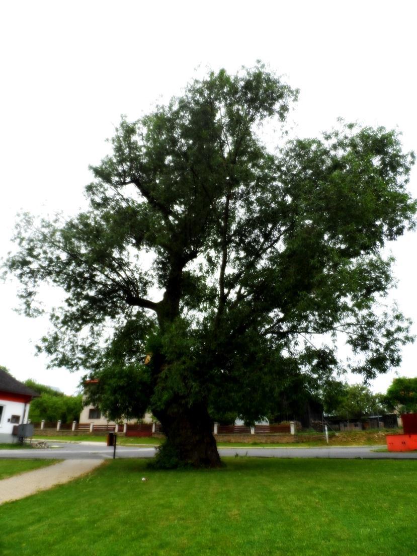 Najviac významných stromov bolo na Slovensku zaevidovaných v druhej polovici 20. storočia, kedy sa im začala venovať veľká pozornosť. V októbri 1955 bol Slovenskou národnou radou prijatý zákon č.