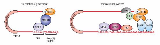 2.translace - scanování preiniačním komplexem k AUG 2.