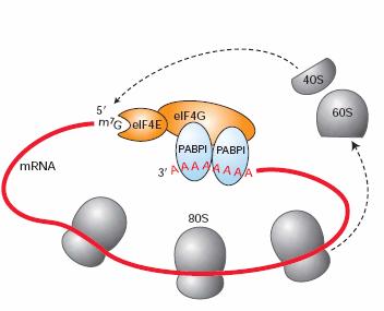 Iniciace translace scanování kruhová struktura mrna Iniciace translace vazba iniciačních faktorů na PABP jakou roli hraje fosforylace PABP v iniciaci translace?