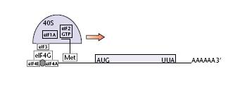 2. Translace - recyklace eif2.