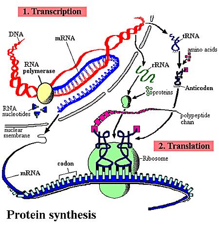 2. Translace - iniciace Nezbytná přítomnost všech složek translačního systému RNA: mrna, trna, rrna, Bílkoviny: ribosomální mrna vazebné regulační (translační faktory) enzymy Aminokyseliny Energetika