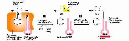 Iniciace translace aktivace aminokyselin Iniciace translace aktivace aminokyselin Aminoacyl-tRNA syntetáza: Každá t-rna má svou aminoacyl-trna syntetázu (aars) Katalyzuje vazbu mezi t-rna a