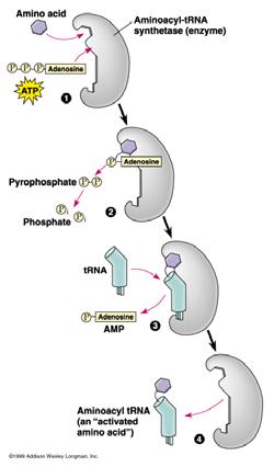 aminokyselina + ATP + aminoacyl-amp + Ppi specifický enzym hydrolyzuje ATP a kovalentně váže alfa-karboxylovou skupinu aminokyseliny k 5 fosfátu AMP 2.