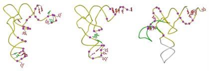 odpovídajících aminokyselin na odpovídající trna a to zprostředkovává odpovídající aars Aminoacylace trna Vytvoření makroergické vazby mezi trna a odpovídající aminokyselinou Iniciace translace