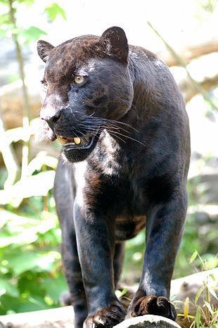 6. Zbarvení Jaguár: Kromě klasického zbarvení se u jaguára vyskytuje černé, tzv. tmavě pigmentické zbarvení. Tento jaguár je celý černý se stále viditelnými černými skvrnami.