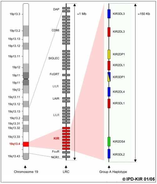 na význam inhibičních KIR a jejich HLA ligand pro výsledek transplantace krvetvorných buněk (viz dále). 1.1.4 Genomická organizace KIR genů Všechny geny KIR jsou lokalizovány na chromosomu 19q13.