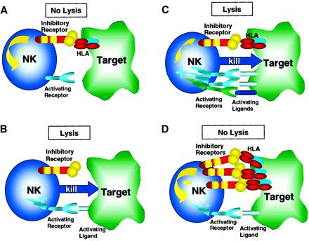 Obrázek 1: Regulace odpovědi NK buňky prostřednictvím interakce aktivačních/inhibičních KIR receptorů a HLA molekuly. Za normálních okolností inhibiční signál vždy převládá nad aktivačním.