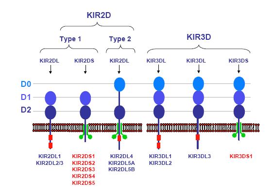 1.1.2 Nomenklatura KIR Nomenklatura genů KIR a receptorů vychází ze struktury molekuly jejich produktu, respektive z počtu Ig-like domén a délky cytoplasmatického výběžku (tail) viz obraz 2. Obr.