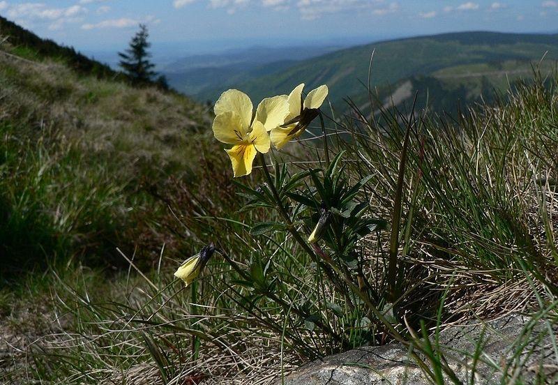 genetické korozi Populace Viola lutea subsp.