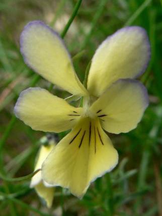 Východní Alpy) se kříží s Viola tricolor