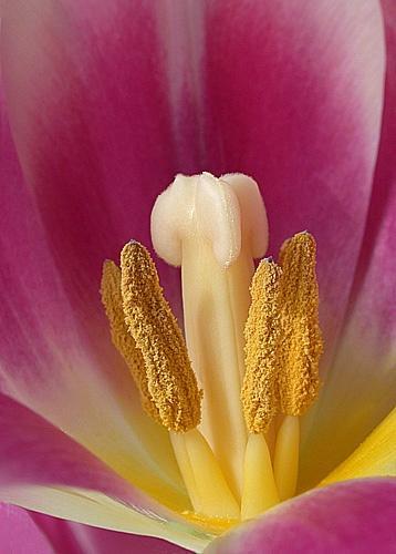 com/w/images/f/f5/stamens-and-pistil.