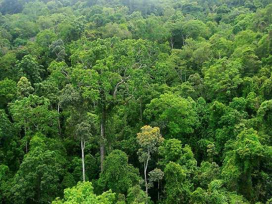 Rozší šíření okolo rovníku tropické lesy