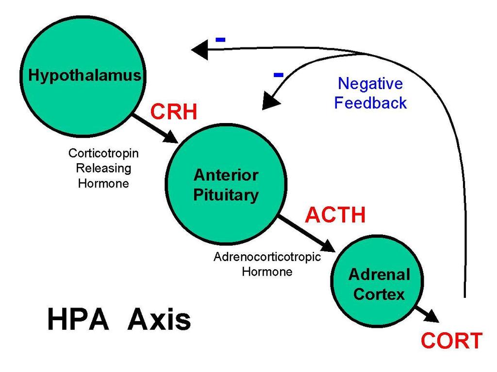 Hormony HPA axis produktem jsou tzv.