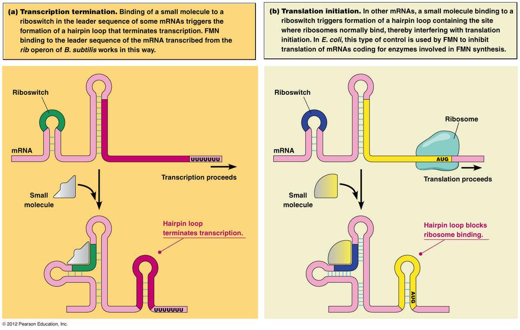 Mechanismus působení sekvence riboswitch na mrna a) Terminace transkripce.