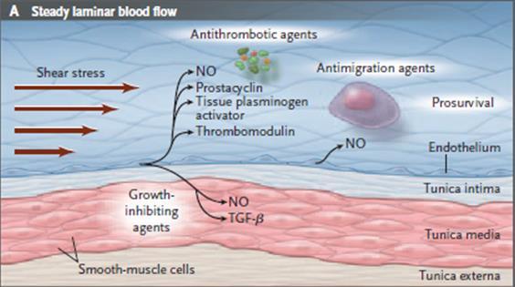 ENDOTEL A HEMOSTÁZA Antitrombotický a fibrinolytický