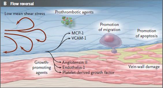 sulfát, dermatan sulfát) EPCR Protrombotický účinok TF vwf