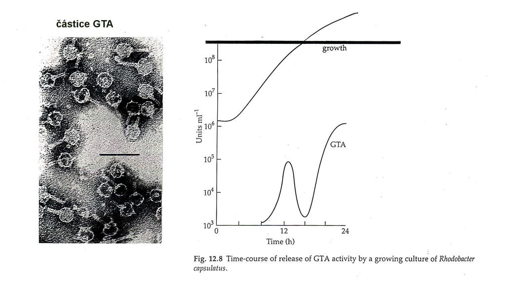 Kapsdukce - Rhodococcus capsulatus (Rhodopseudomonas palustris) Gene transfer agents Uvolňování GTA v