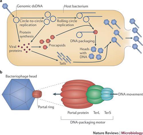 SESTAVOVÁNÍ FÁGOVÝCH ČÁSTIC A SBALOVÁNÍ DNA DO VIRIONŮ Fágová dsdna (19 500 kb) sbalována do prokapsidu (prohead) 3 hlavní proteiny tvořící prokapsid coat protein, scaffolding protein a portal