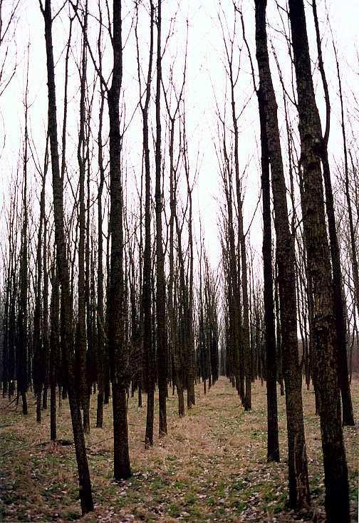 Biomasa cílenc leně pěstovaná Rychlerostoucí dřeviny Dřeviny s krátkou dobou růstu r a hmotnostním m pří