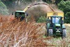 Biomasa cílenc leně pěstovaná Rychlerostoucí byliny jsou rostliny s nedřevnatým evnatým stonkem cílenc leně pěstované pro produkci energie při i jejich obhospodařov ování lze použít podobných