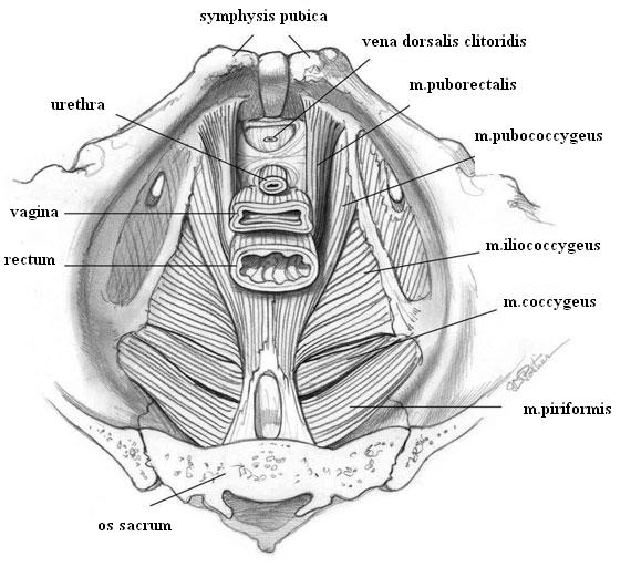 Obrázek 1. Pánevní dno (Bharucha, 2006) 3.1.3 Funkční anatomie svalstva pánevního dna Role pánevního dna spočívá v udržení kontinence a poskytnutí podpory pánevním orgánům proti působící gravitaci.